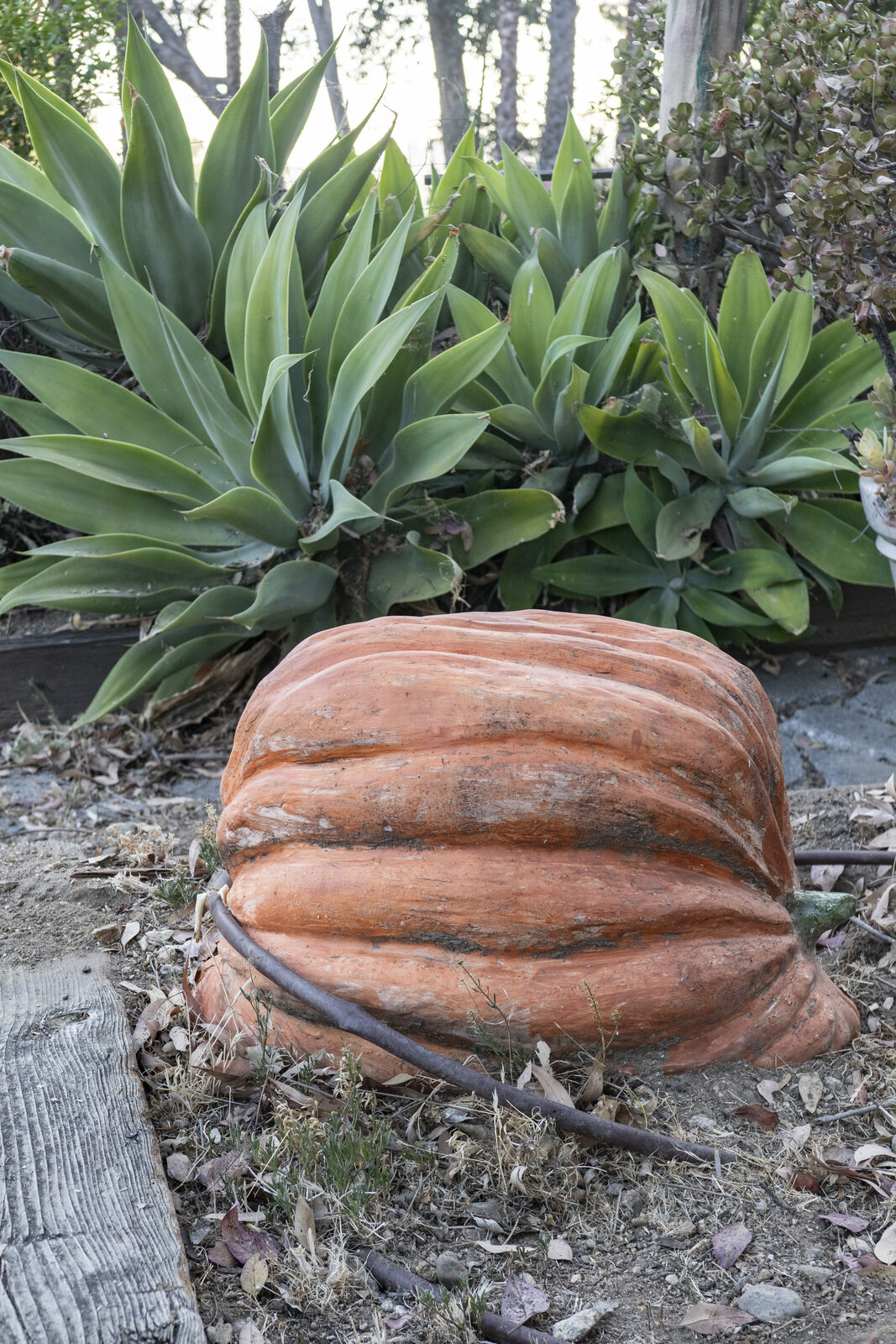 Large orange ceramic pumpkin with deep ribs sitting on dry ground beside agaves